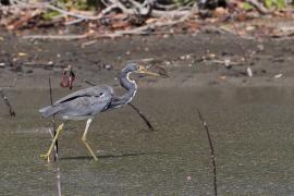 Czapla trójbarwna - Egretta tricolor - Tricolored Heron