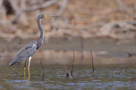 Czapla trójbarwna - Egretta tricolor - Tricolored Heron