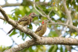 Dzięciur płowy - Melanerpes striatus - Hispaniolan Woodpecker