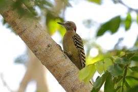 Dzięciur płowy - Melanerpes striatus - Hispaniolan Woodpecker