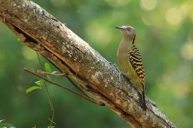 Dzięciur płowy - Melanerpes striatus - Hispaniolan Woodpecker