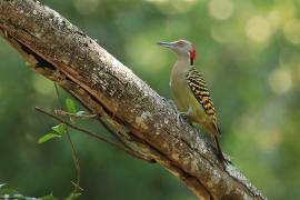 Dzięciur płowy - Melanerpes striatus - Hispaniolan Woodpecker