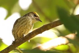 Hispaniolak - Nesoctites micromegas - Antillean Piculet