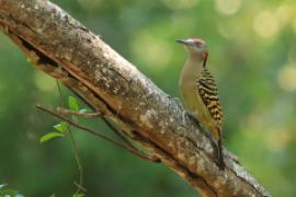 Dzięciur płowy - Melanerpes striatus - Hispaniolan Woodpecker