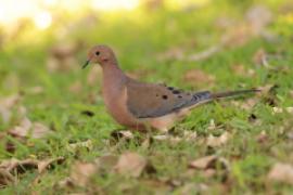 Gołębiak długosterny - Zenaida macroura - Mourning Dove