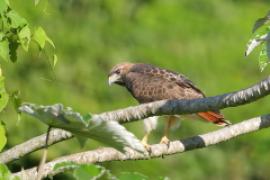 Myszołów rdzawosterny - Buteo jamaicensis - Red-tailed Hawk