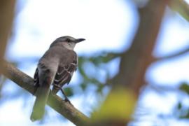 Przedrzeźniacz północny - Mimus polyglottos - Northern Mockingbird