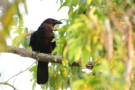 Wrona antylska - Corvus leucognaphalus - White-necked Crow