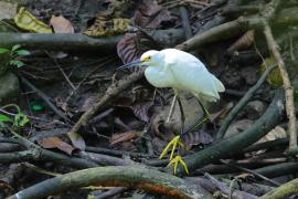 Czapla śnieżna - Egretta thula - Snowy Egret