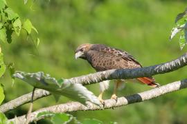 Myszołów rdzawosterny - Buteo jamaicensis - Red-tailed Hawk