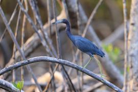 Czapla śniada - Egretta caerulea - Little Blue Heron