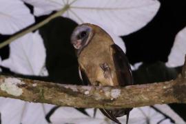 Płomykówka szarolica - Tyto glaucops - Ashy-faced Owl