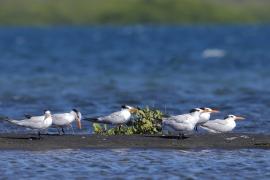 Rybitwa królewska - Thalasseus maximus - Royal Tern