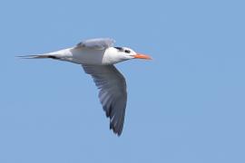 Rybitwa królewska - Thalasseus maximus - Royal Tern