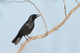 Wrona haitańska - Corvus palmarum - Hispaniolan Palm-Crow
