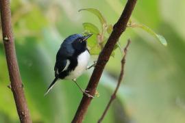 Lasówka granatowa - Setophaga caerulescens - Black-throated Blue Warbler