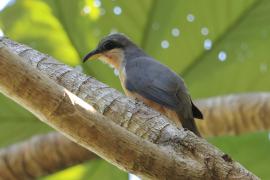 Kukawik namorzynowy - Coccyzus minor - Mangrove Cuckoo