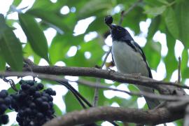 Lasówka granatowa - Setophaga caerulescens - Black-throated Blue Warbler