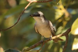 Tyran szary - Tyrannus dominicensis - Grey Kingbird