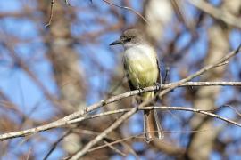 Tyran zadziorny - Tyrannus caudifasciatus - Loggerhead Kingbird