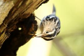 Pstroszka - Mniotilta varia - Black-and-white Warbler