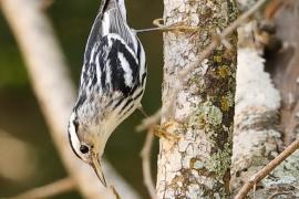 Pstroszka - Mniotilta varia - Black-and-white Warbler