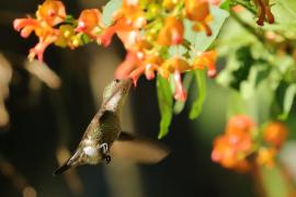 Koliberek miodowy - Mellisuga minima - Vervain Hummingbird