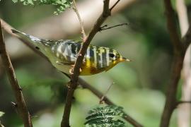 Lasówka obrożna - Setophaga americana - Northern Parula
