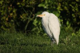 Czapla złotawa - Bubulcus ibis - Western Cattle Egret