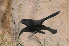 Drozdówka czarna - Cercotrichas podobe - Black scrub-robin
