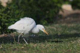 Czapla złotawa - Bubulcus ibis - Western Cattle Egret