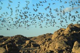 Gołąb skalny - Columba livia - Rock Pigeon