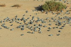 Gołąb skalny - Columba livia - Rock Pigeon