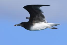 Mewa przydymiona - Ichthyaetus hemprichii - Sooty Gull