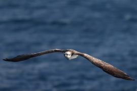 Rybołów - Pandion haliaetus - Osprey
