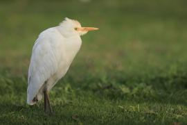 Czapla złotawa - Bubulcus ibis - Western Cattle Egret