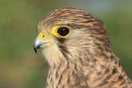 Pustułka zwyczajna - Falco tinnunculus - Common Kestrel