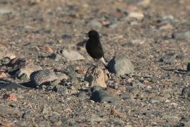 Białorzytka saharyjska - Oenanthe leucopyga - White-crowned Wheatear
