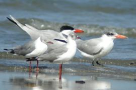 Rybitwa wielkodzioba - Sterna caspia - Caspian Tern