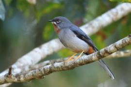 Klarnetnik rdzawogardły - Myadestes genibarbis - Myadestes genibarbis