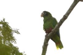 Amazonka czarnoucha - Amazona ventralis - Hispaniolan Parrot