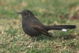 Drozdówka czarna - Cercotrichas podobe - Black scrub-robin