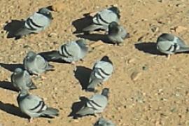 Gołąb skalny - Columba livia - Rock Pigeon