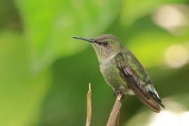 Koliberek miodowy - Mellisuga minima - Vervain Hummingbird