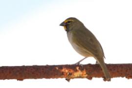 Kubanik - Tiaris olivaceus - Yellow-faced Grassquit