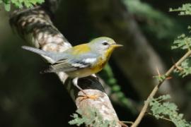 Lasówka obrożna - Setophaga americana - Northern Parula