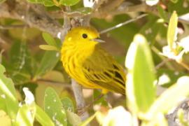 Lasówka zbroczona - Setophaga aestiva - American Yellow Warbler