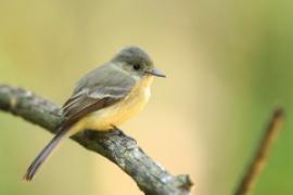 Piwik hispaniolski - Contopus hispaniolensis - Hispaniolan Pewee