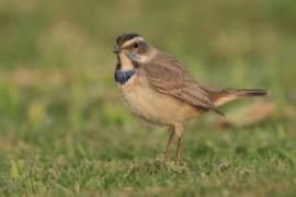 Podróżniczek - Luscinia svecica - Bluethroat