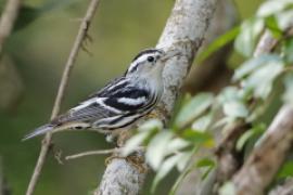 Pstroszka - Mniotilta varia - Black-and-white Warbler